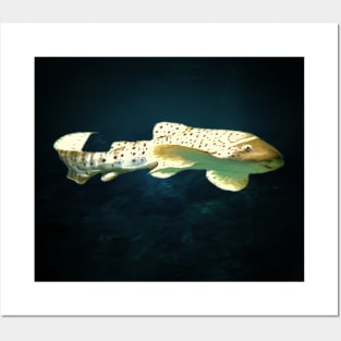 Leopard shark Posters and Art